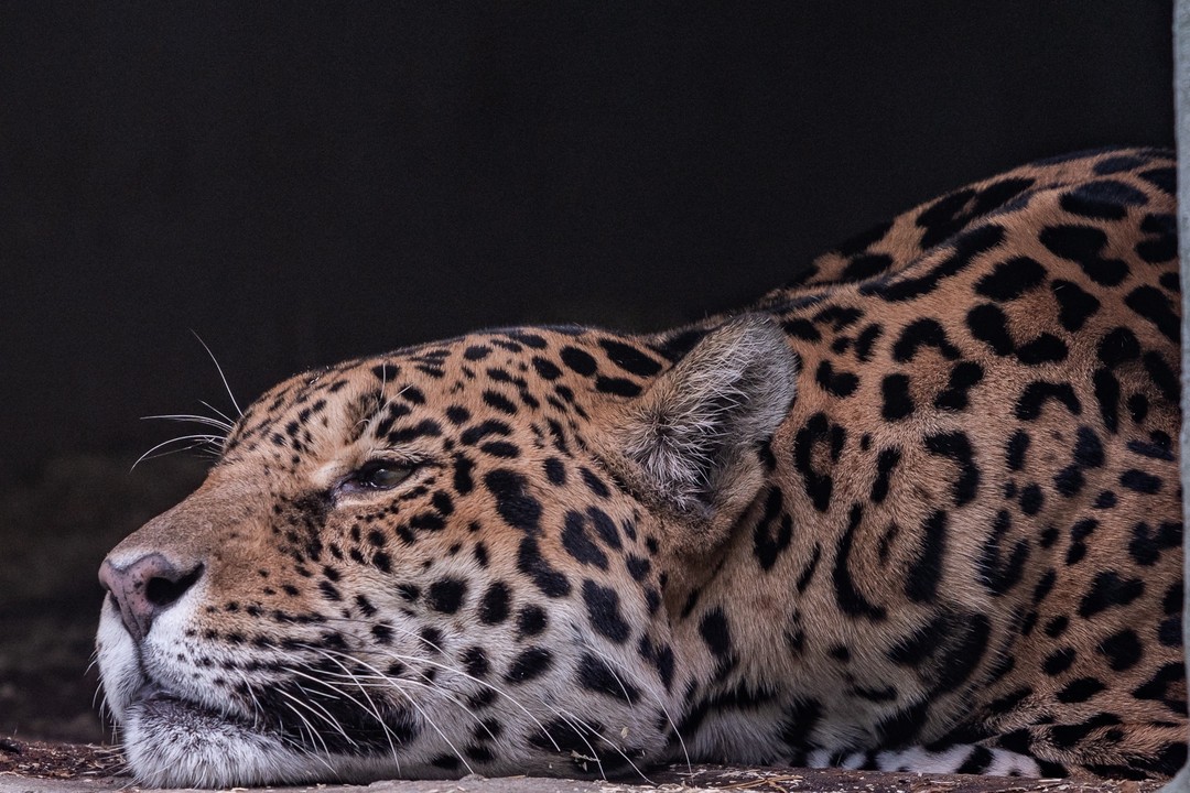 Der Jaguar geht den Tag ruhig an. Schönen Sonntag!

#sony #sonya7riii #ilce7rm3 #sonyphotography #sony200600mm  #photooftheday #nature #naturephotography #zoofotografie #animals #zooanimalsofinstagram #tierpark #zoo #animalphotography #zooanimal #zoopark #zoophoto #fotografie #rostock #rostockzoo #zoorostock #tierfotografie #naturliebe #tierliebe #einhesseunterwegs #jaguar