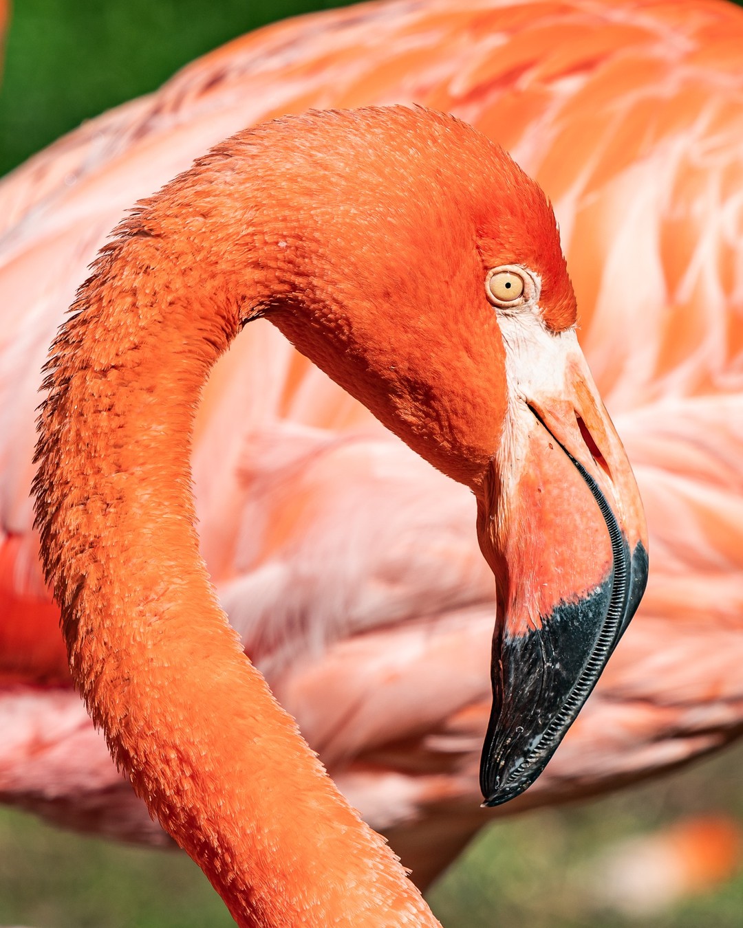 Diese Farbe... Ich finde ja die Augen der Flamingos recht beeindruckend.

#sony #sonya7riii #ilce7rm3 #sonyphotography #sony200600mm #photooftheday #nature #naturephotography #zoofotografie #animals #zooanimalsofinstagram #tierpark #zoo #animalphotography #zooanimal #zoopark #zoophoto #fotografie #rostock #rostockzoo #zoorostock #tierfotografie #naturliebe #tierliebe #einhesseunterwegs #flamingo #augen