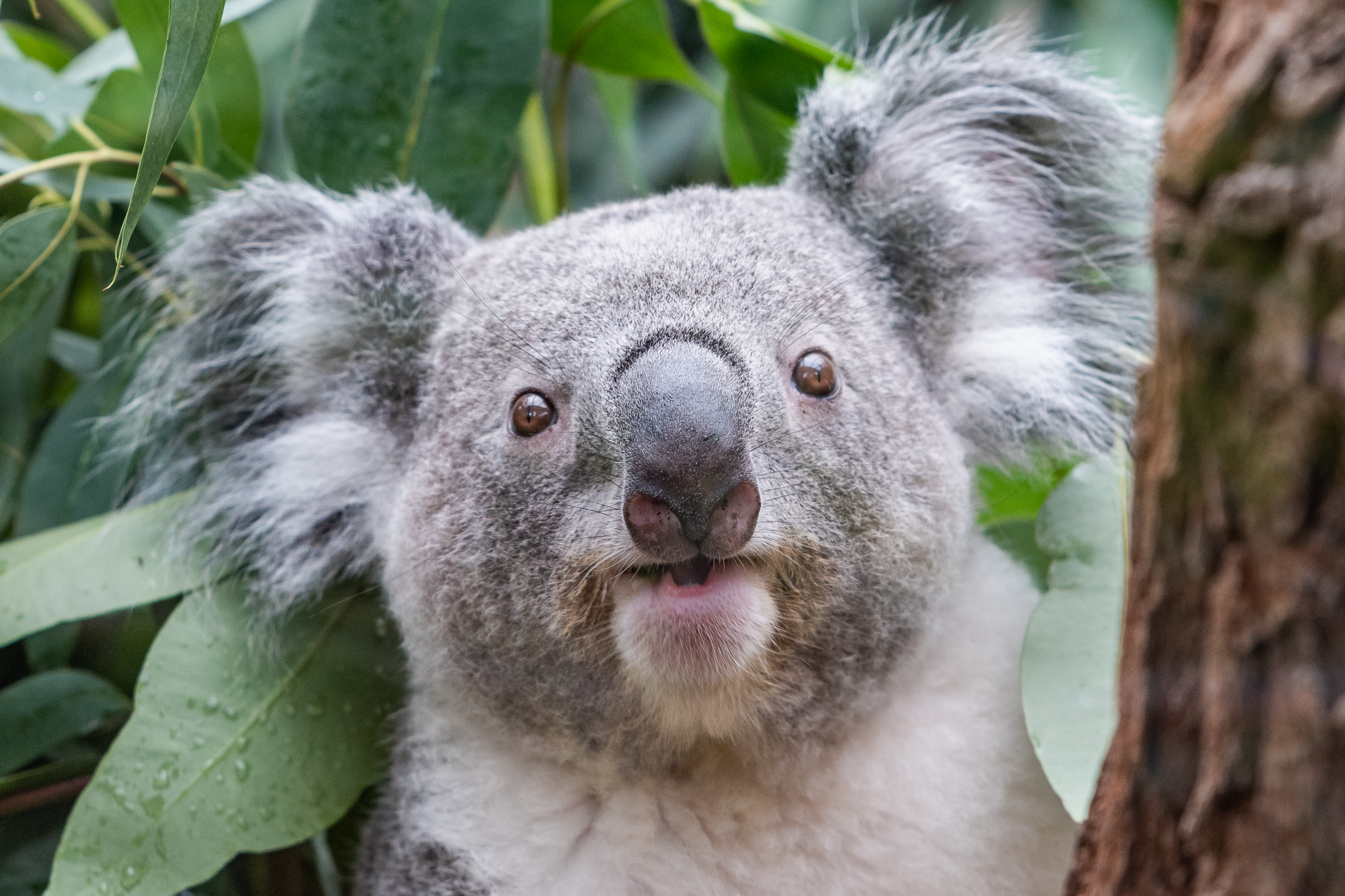Koala

#sony #sonya7riii #ilce7rm3 #sonyphotography #tamron70200mm #photooftheday #nature #naturephotography #zoofotografie #animals #zooanimalsofinstagram #tierpark #zoo #animalphotography #zooanimal #zoopark #zoophoto #fotografie #zooduisburg #duisburg #tierfotografie #naturliebe #tierliebe #einhesseunterwegs #kurztrip #koala