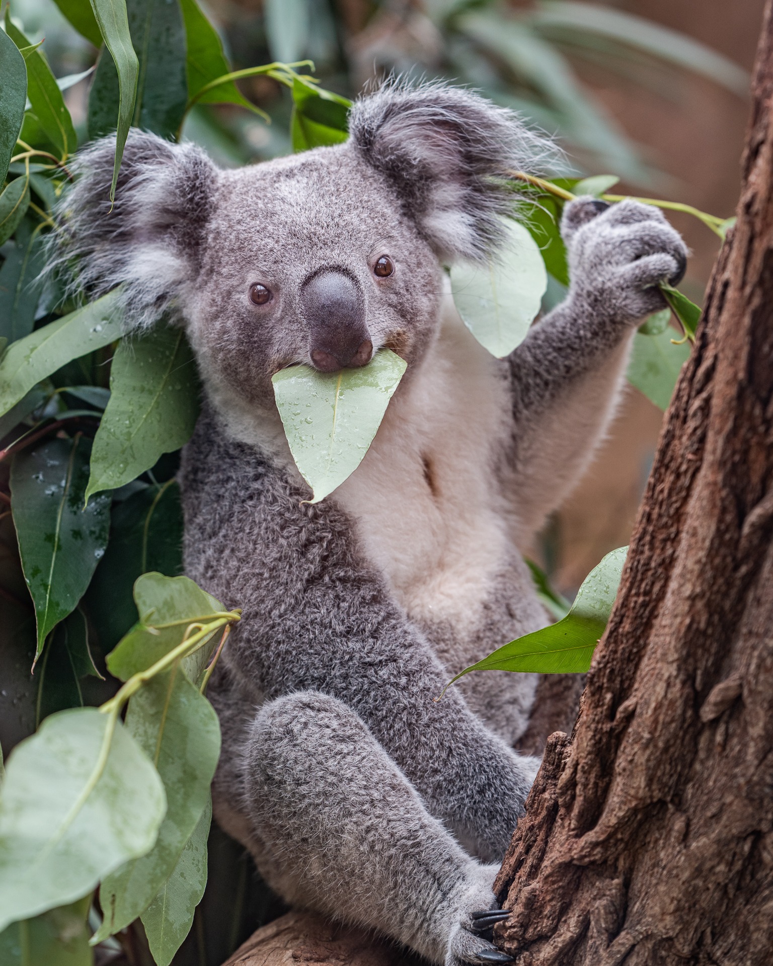 Mehr Koala...

#sony #sonya7riii #ilce7rm3 #sonyphotography #tamron70200mm #photooftheday #nature #naturephotography #zoofotografie #animals #zooanimalsofinstagram #tierpark #zoo #animalphotography #zooanimal #zoopark #zoophoto #fotografie #zooduisburg #duisburg #tierfotografie #naturliebe #tierliebe #einhesseunterwegs #kurztrip #koala