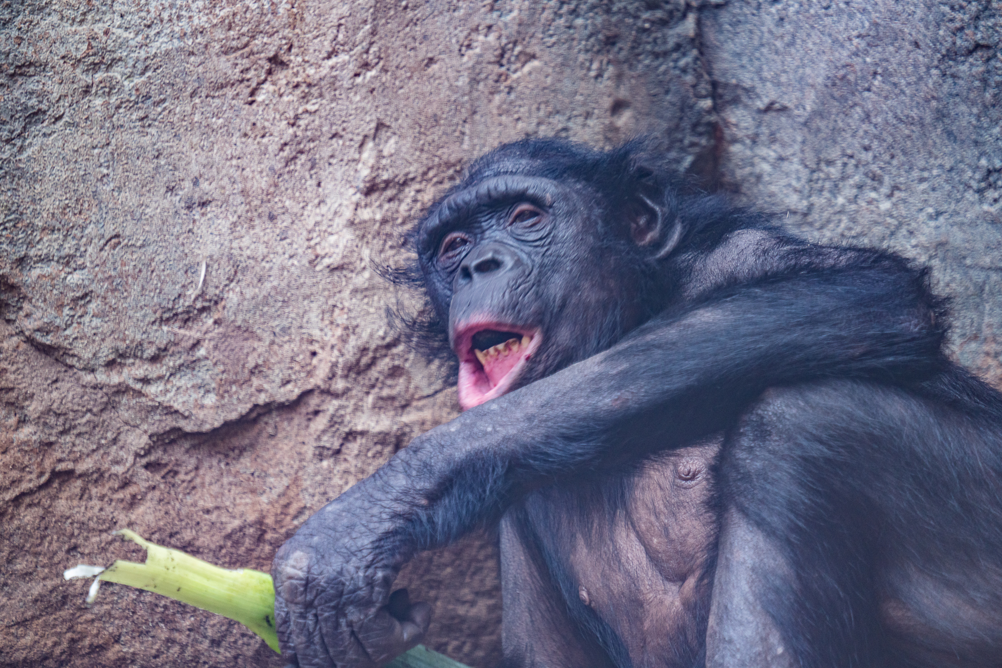 Bonobo

#sony #sonya7riii #ilce7rm3 #sonyphotography #sigma150600mmsport #photooftheday #nature #naturephotography #zoofotografie #animals #zooanimalsofinstagram #tierpark #zoo #animalphotography #zooanimal #zoopark #zoophoto #fotografie #frankfurt #zoofrankfurt #frankfurterzoo #tierfotografie #naturliebe #tierliebe #einhesseunterwegs 
#bonobo