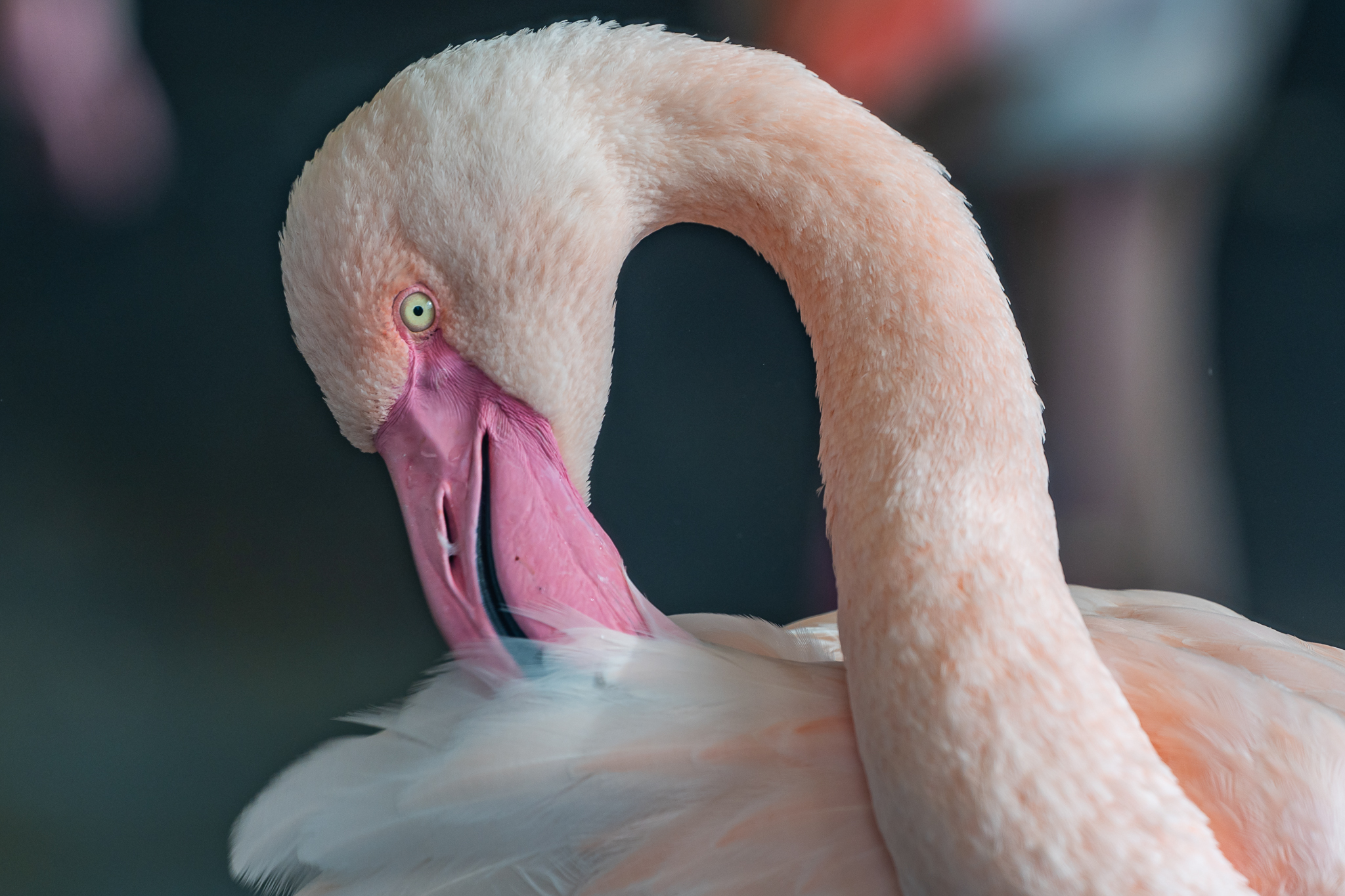Flamingo

#sony #ilce6700 #sonyphotography #tamron70180 #photooftheday #nature #naturephotography #zoofotografie #animals #zooanimalsofinstagram #tierpark #animalphotography #zooanimal #wildpark #zoophoto #fotografie #zoo #tierliebe #einhesseunterwegs #tierfotografie #naturliebe #naturschönheit #tierparkbochum #bochum #flamingo