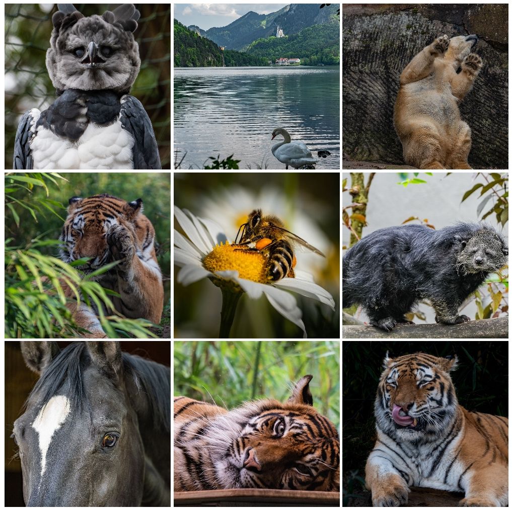 Meine Best 9 von 2023 sind etwas tigerlastig 😉. Ich gebe zu, es überrascht mich, dass die Harpyie diese Liste anfügt, aber ich bin prinzipiell zufrieden mit der Auswahl...

#bestnine2023 #topnine2023 #jahresbilder #zoofotografie #landschaftsfotografie #nature #naturephotography #animals #zooanimalsofinstagram #sonya7riii #sonya6700 #animalphotography #zooanimal #zoophoto #fotografie #tierfotografie #sony #naturliebe #tierliebe #einhesseunterwegs #reelssinddoof